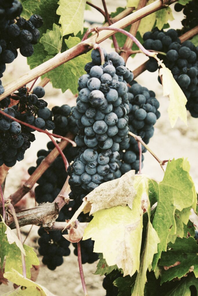 Hoe Verschilt De Houdbaarheid Van Biodynamische Wijn Vergeleken Met Andere Wijnen?