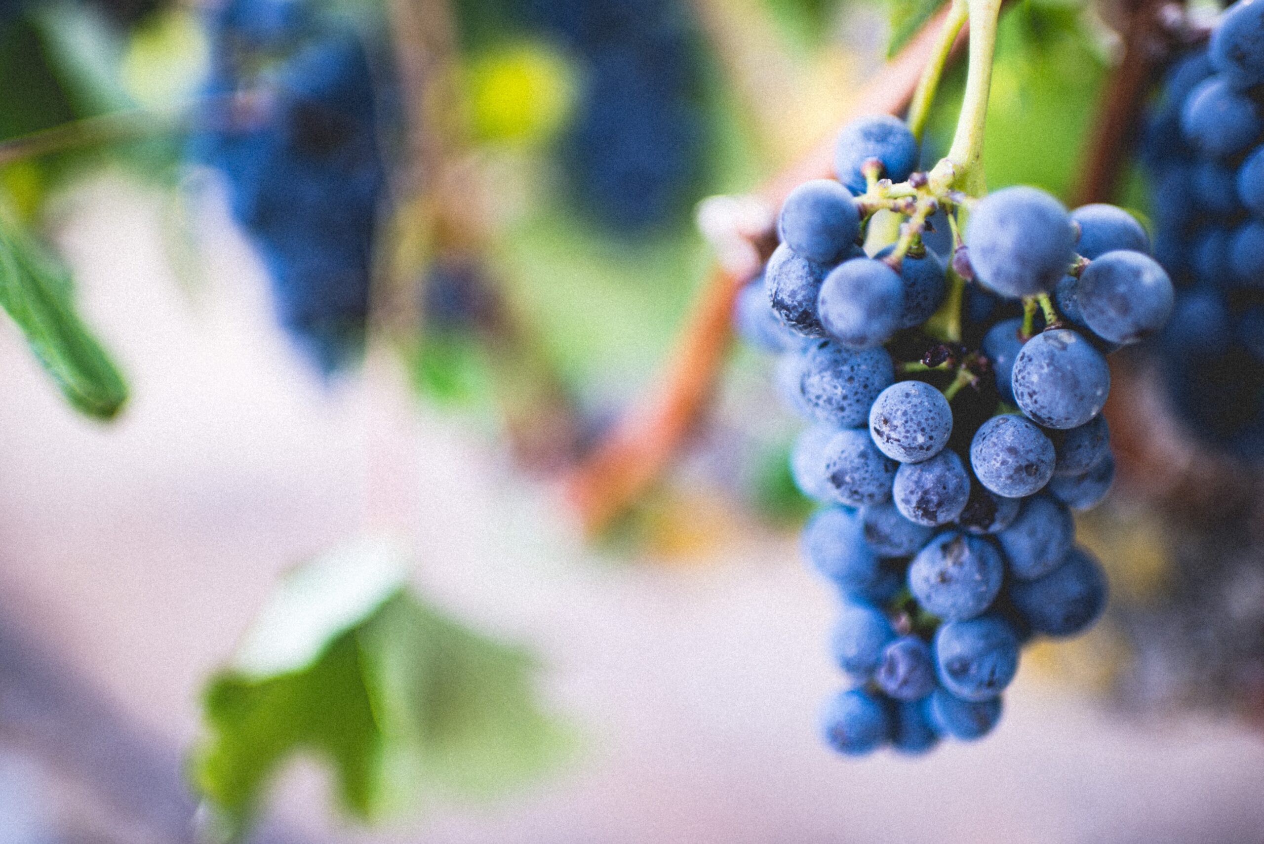 hoe verschilt de houdbaarheid van biodynamische wijn vergeleken met andere wijnen 6 scaled